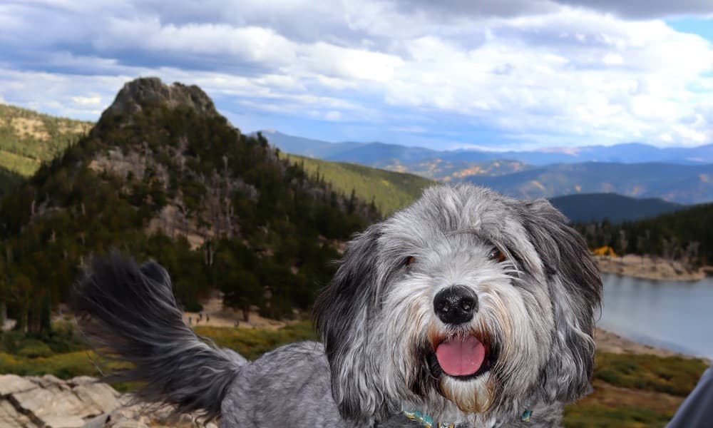 Goose the dog in the Colorado mountains